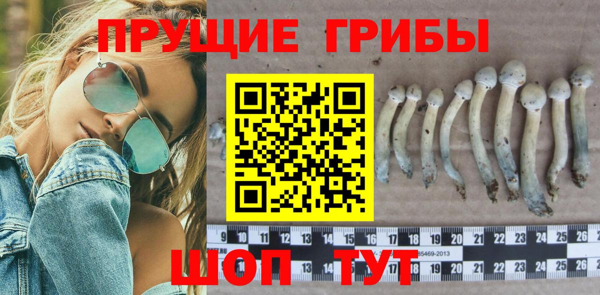Псилоцибиновые грибы Psilocybine cubensis Тобольск